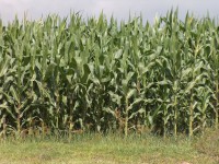 /album/agriculturasustentablemunoz2000/hibridos-para-tlaxcala-010-jpg/